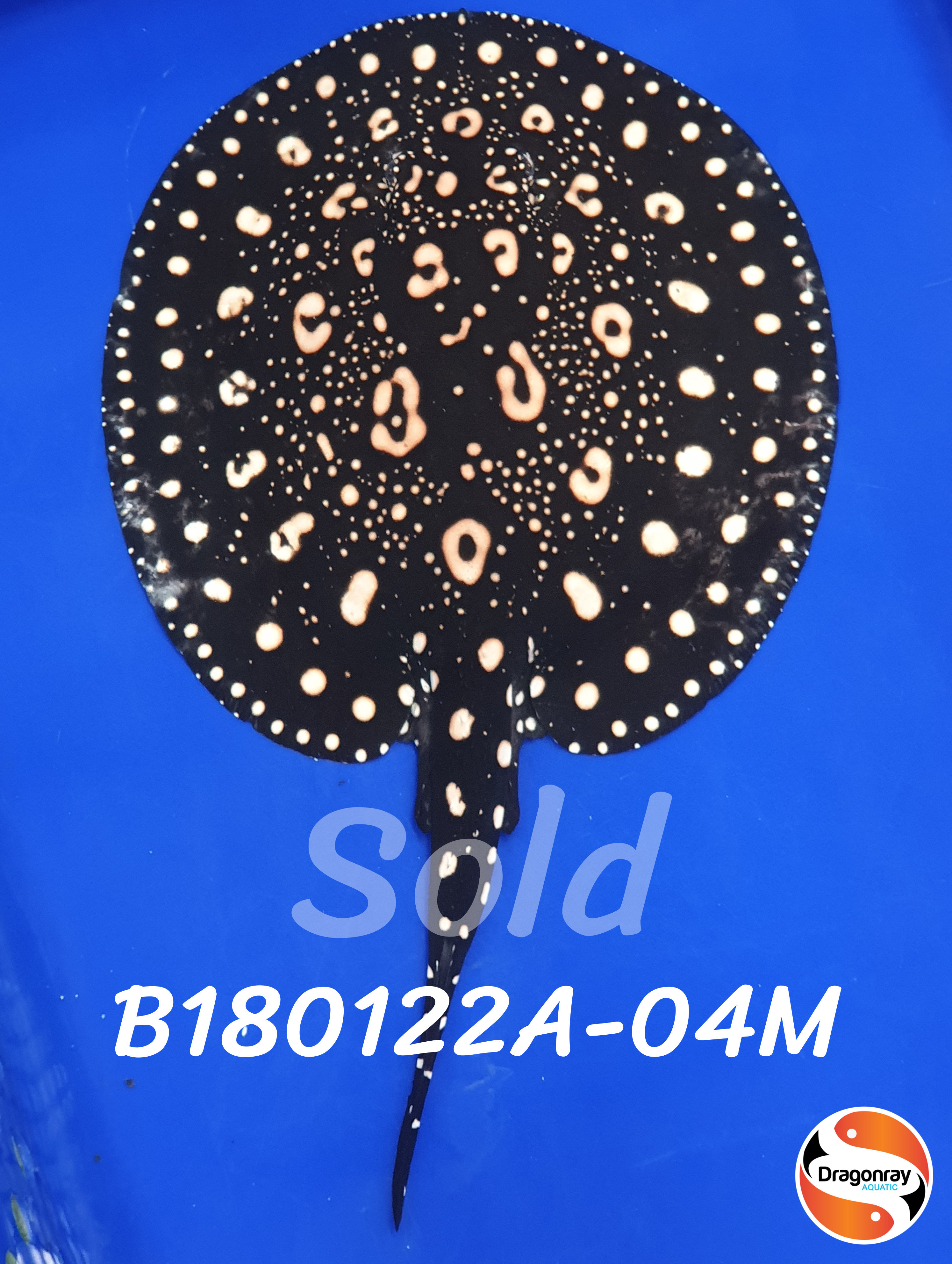 B180122A-04M